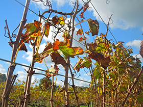 Vineyards